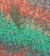 81